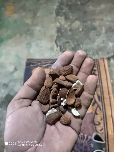 لوز مقشر