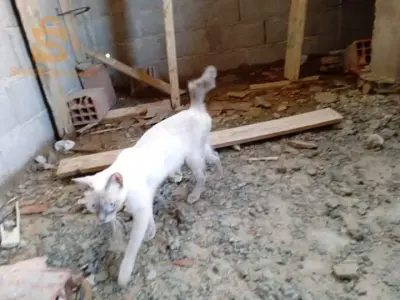 قط