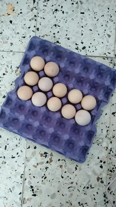 غليزان