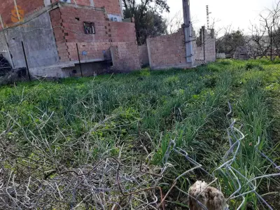 terrain