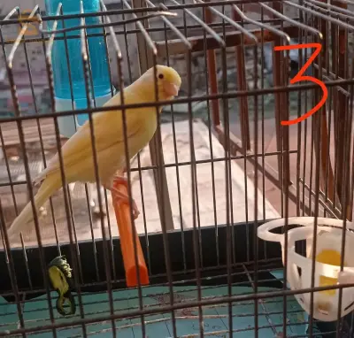 canaris