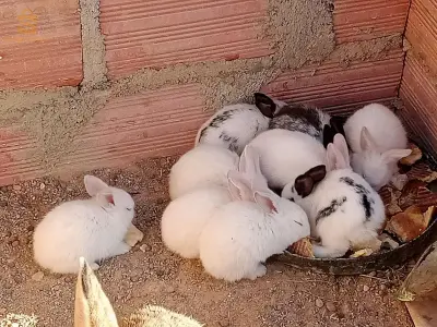 بسكرة