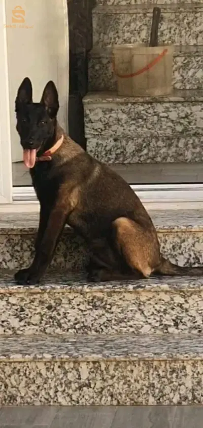malinois
