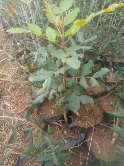 جميع انواع  الأشجار