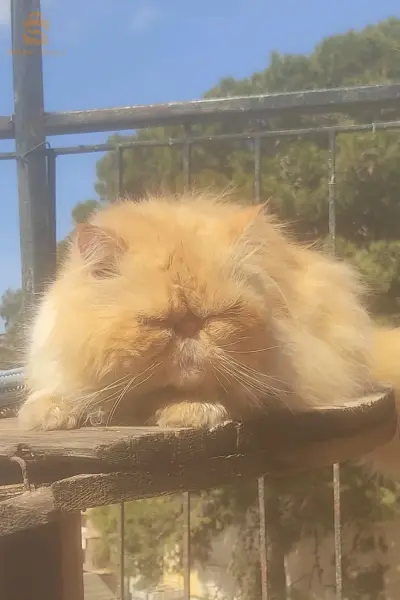 vendre chat persan