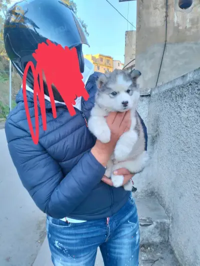 Male Malmouth 1mois et 5jour