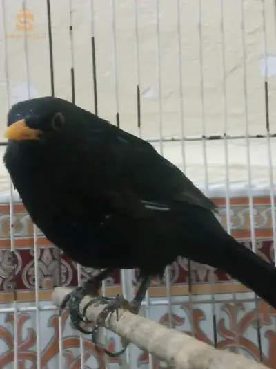 الشريعة ولاية تبسة