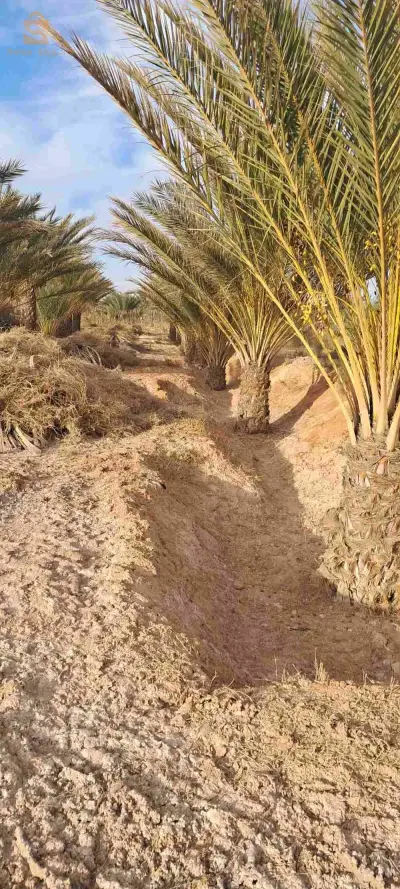 جنان نخيل للبيع