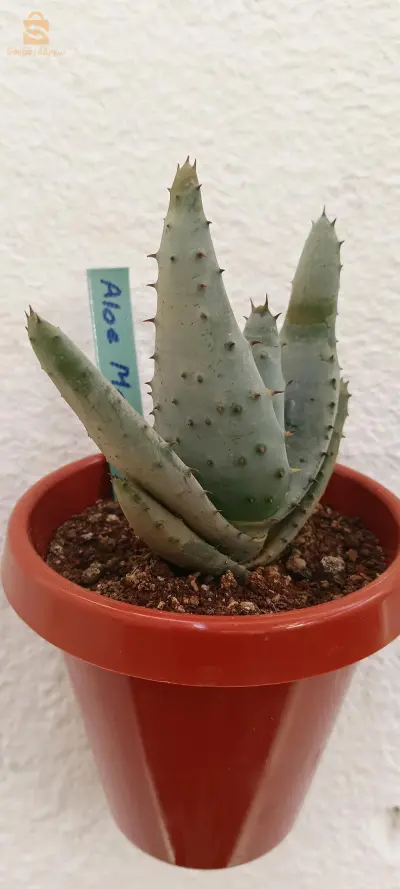 plantes diverses