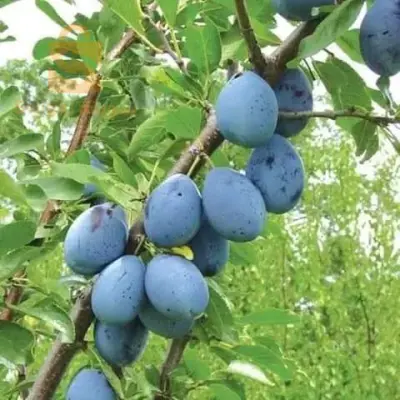 تالوت