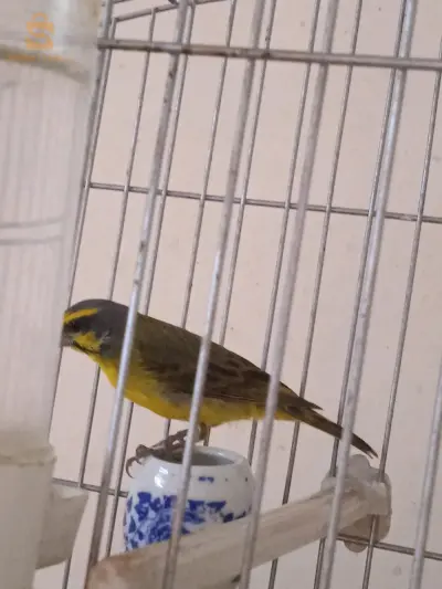 الوادي