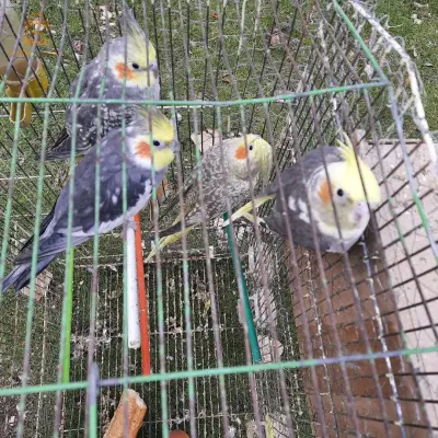 سطيف