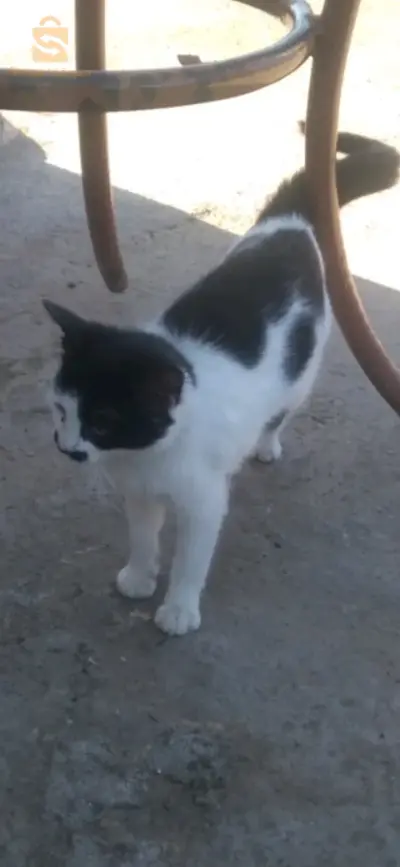 قطط للتبني