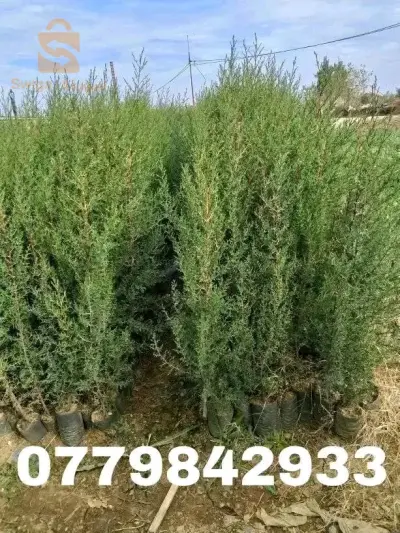 اشجار الفاكهة و اشجار تزيينية و مضادات الرياح