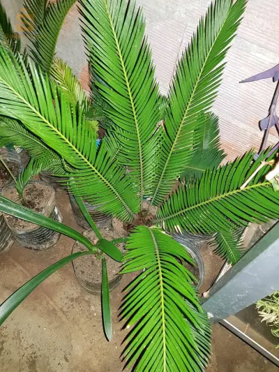 Cycas revoluta
