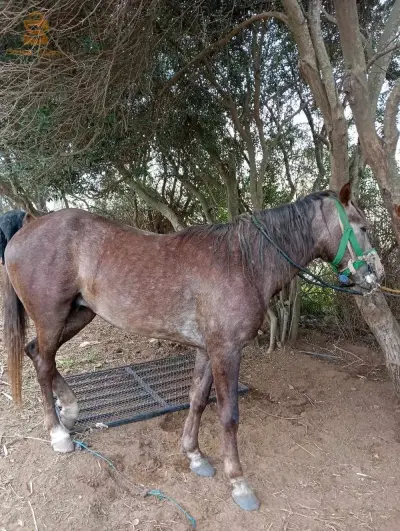 خيول جميله