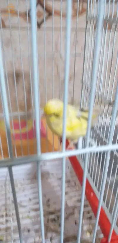 بسكرة الحي الدرومان