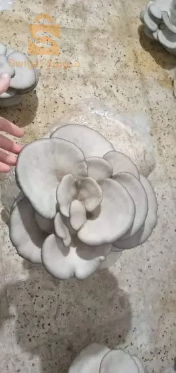بذور الفطر