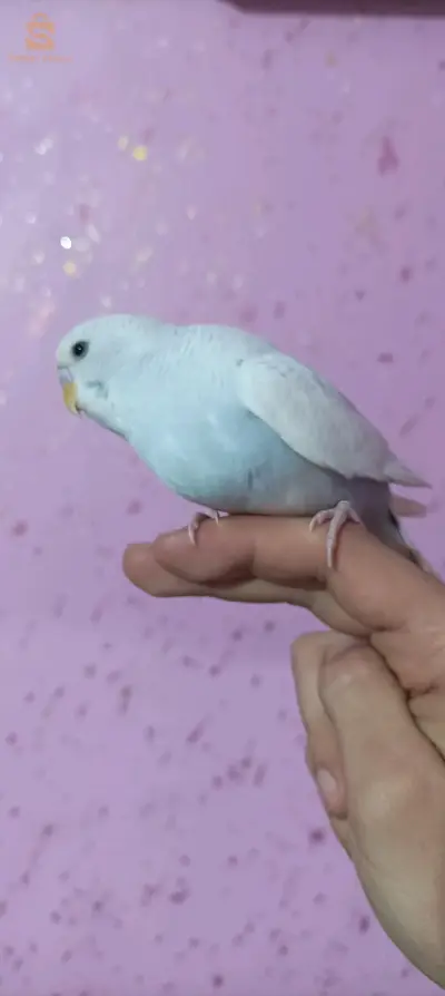 كوبلة بيريش