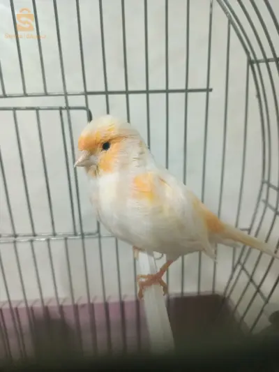 mosaïque et canari