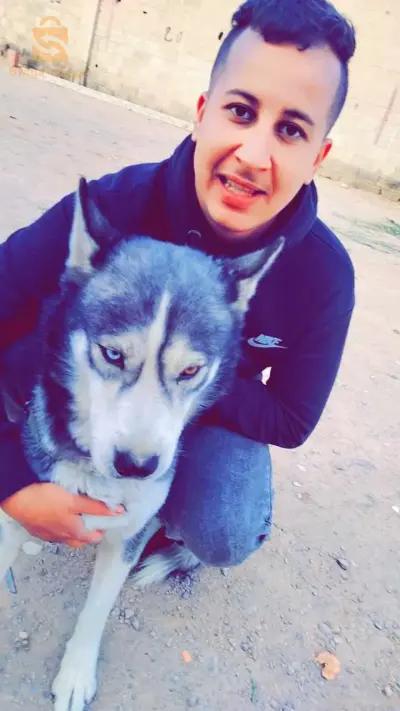 كلب هاسكي عمرو 9 شهر
