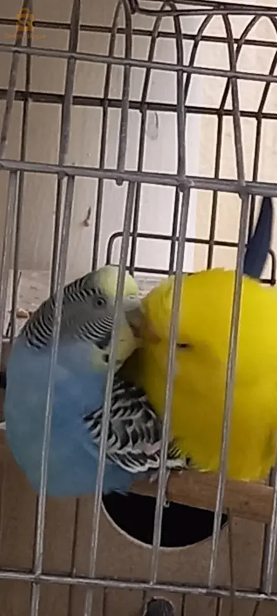 la race pure des perruches ondulées élevé a la maison