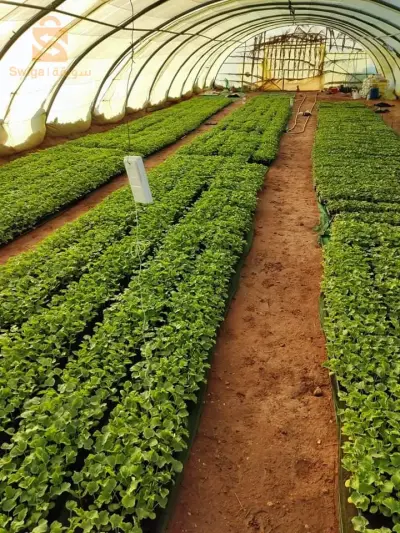 terrain agricole