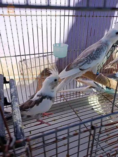 طائر كوكتيل
