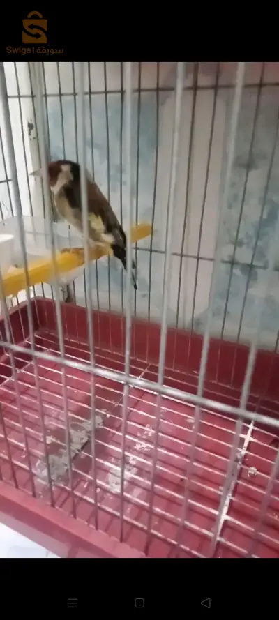 سيدي بلعباس