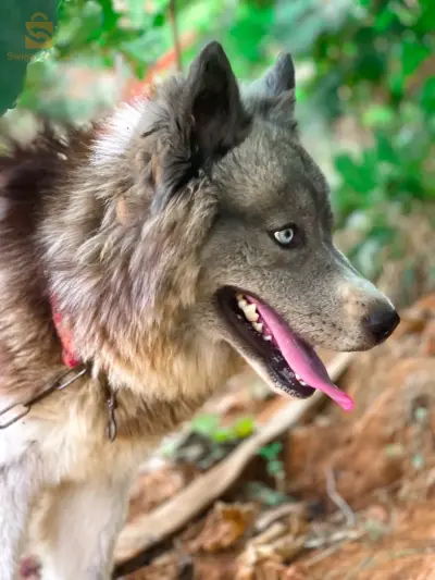 husky AGOUTI
