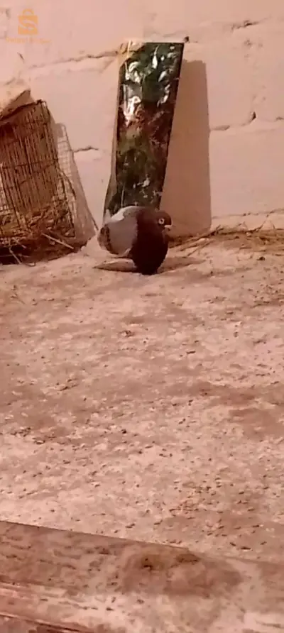حمام فلاور