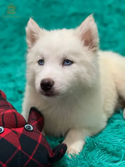 husky snowball