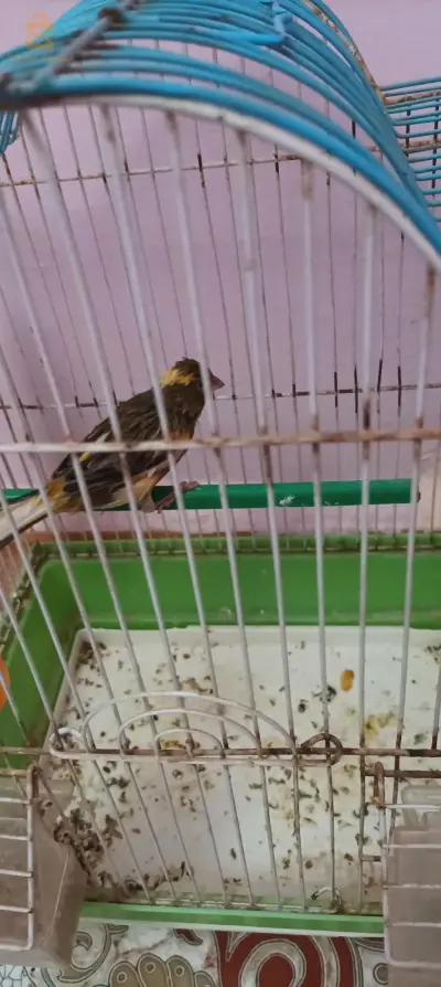أنثى كناري ماشاء الله