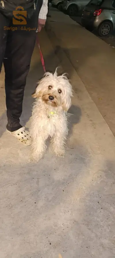 canich bichon pure