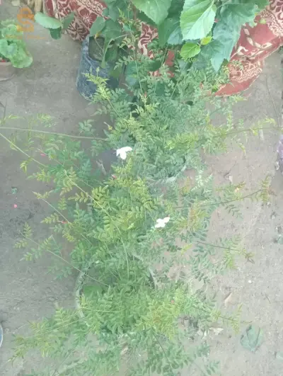 Plant et jardin