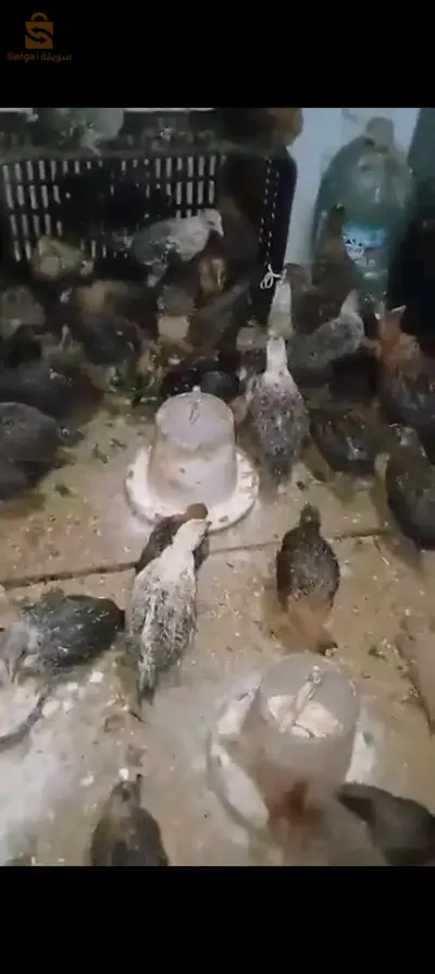 بومرداس بني عمران
