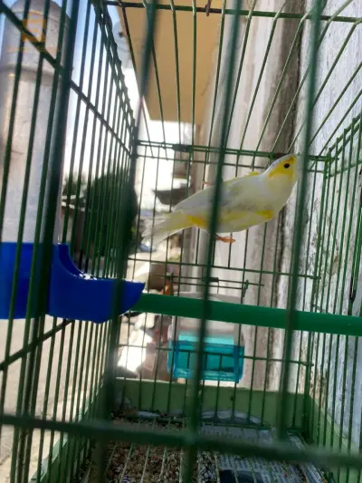 couple de canari wjdin