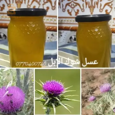 البليدة