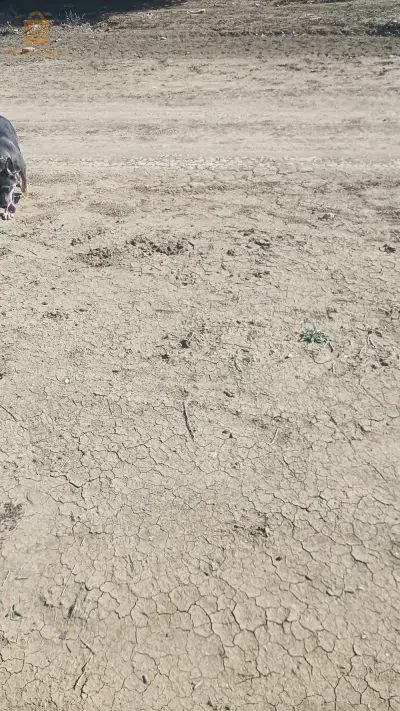 3فساد ارض جيدة عند اكتمال بالبناء يوجد غاز كهرباء ماء