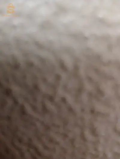 kouba