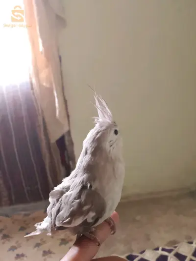 مال كوكتيل كالوبسيت وايت فايس