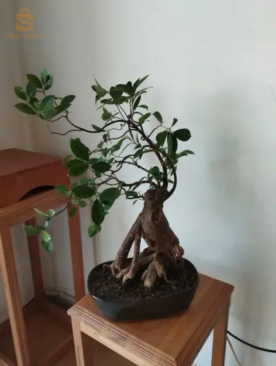 bonsaï ficus