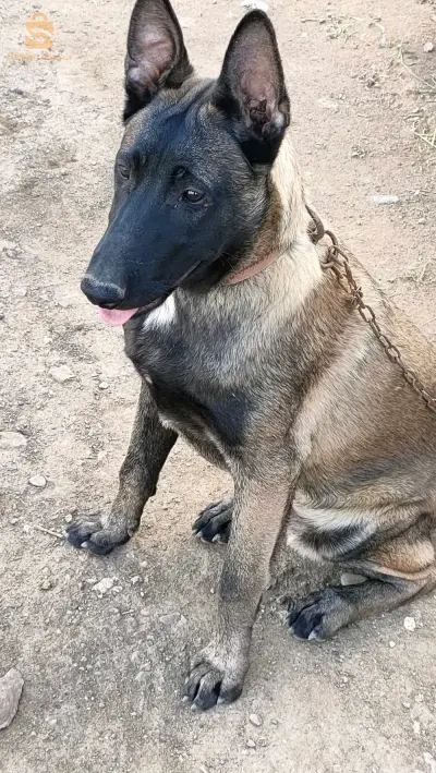 malinois