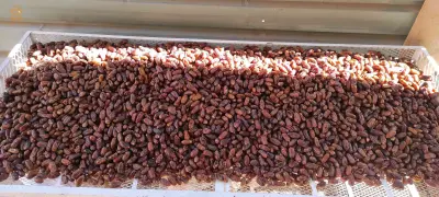 تمر الحميرة