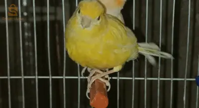 دdjaafri