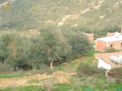 قطعة أرظ