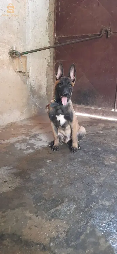 مالينوا حر
