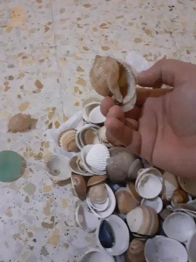 ولاية جيجل بلدية سيدي عبد العزيز