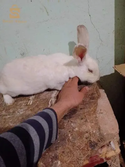 مرحبا بيكم خوتي
