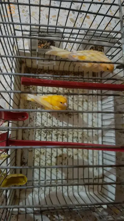 كوبلا كناري مال وفمال